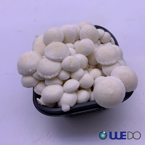 만가닥버섯 황금팽이버섯 흰색느티만버섯 (150g/10개/1박스)